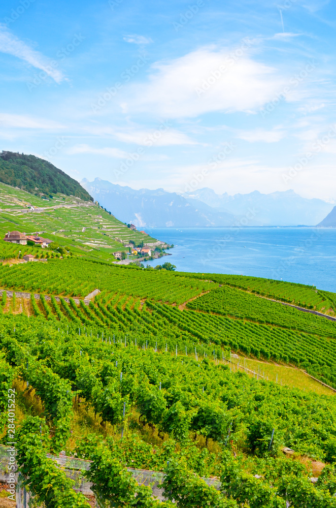 Vertical photography of beautiful terraced vineyards on slopes of Lake Geneva. Switzerland photographed in late summer. View from village Riex. Lavaux wine region, UNESCO Heritage. Switzerland summer