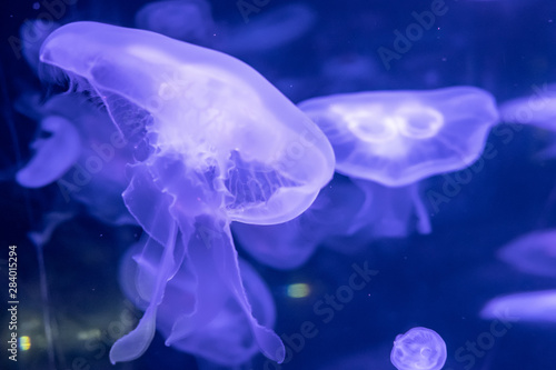 Slow motion relaxing view background of a glowing blue color jellyfishes slowly floating in the dark aquarium water © Denis