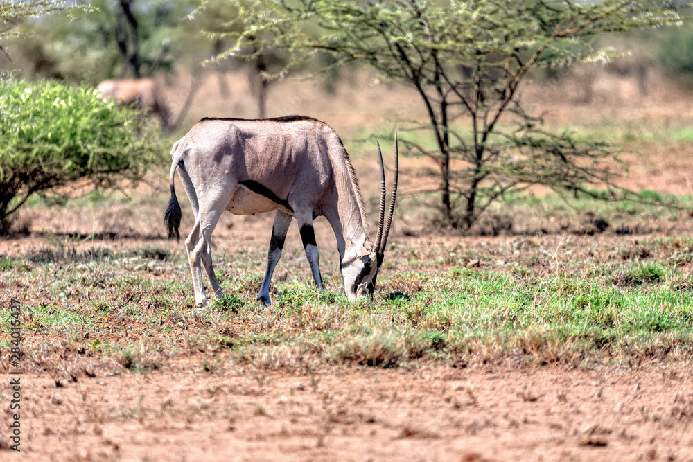 East African oryx, Oryx beisa or Beisa, in the Awash National Park in Ethiopia.