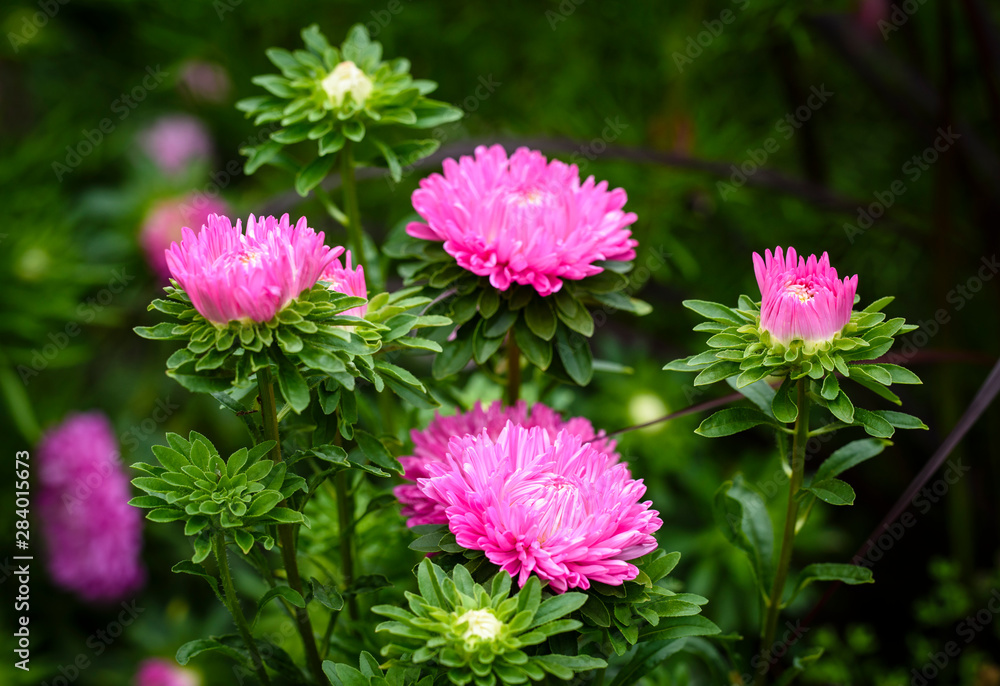 Common zinnia or elegant zinnia (Zinnia elegans) in garden, Some flower have bee Common zinnia or elegant zinnia (Zinnia elegans) in garden, Some flower have bee