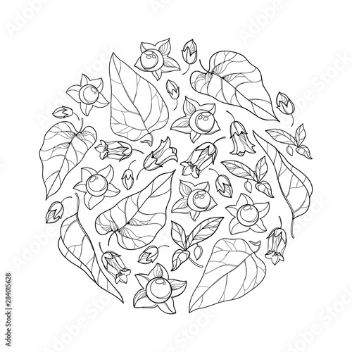 Schilderij op canvas Round bunch with outline toxic Atropa belladonna or deadly nightshade flower, bud, berry and leaf in black isolated on white background