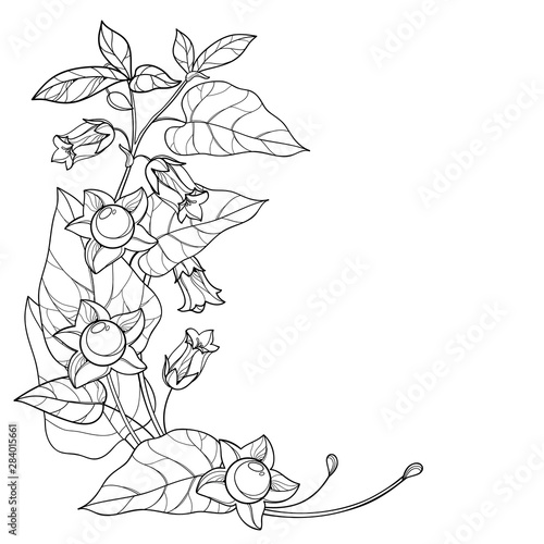Corner bunch with outline toxic Atropa belladonna or deadly nightshade flower, bud, berry and leaf in black isolated on white background.