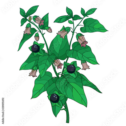 Branch of outline toxic Atropa belladonna or deadly nightshade flower bunch, bud, black berry and green leaf isolated on white background.