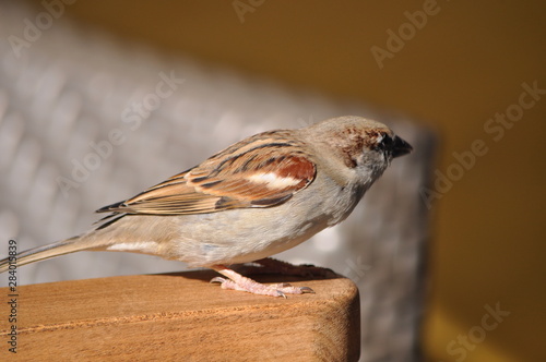 The beautiful bird sparrow in the environment