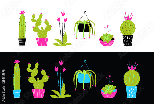 Cacti cactus and succulent flowers interior collection.