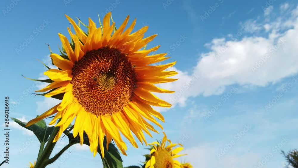 Abeille butinant dans un champ de tournesols Abeille butinant dans un champ de tournesols