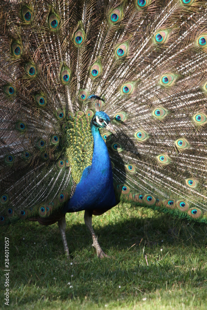 Fototapeta premium proud peacock with feathers out