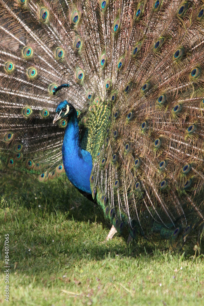 Fototapeta premium proud peacock with feathers out
