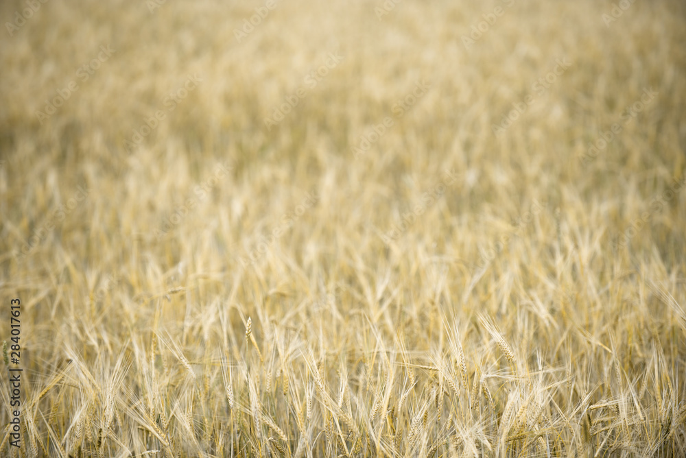 ears of ripe wheat. Wheat field background. With free space for inscriptions.blurred background ears of ripe wheat. Wheat field background. With free space for inscriptions.blurred background