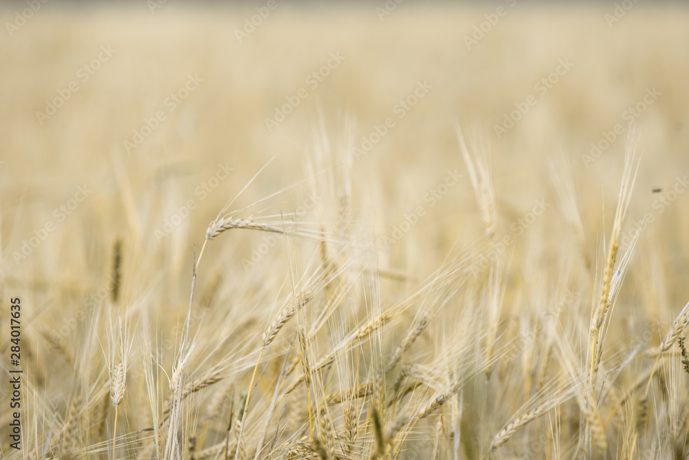 ears of ripe wheat. Wheat field background. With free space for inscriptions.blurred background ears of ripe wheat. Wheat field background. With free space for inscriptions.blurred background