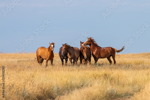 Five brown horses in the steppe in Russia
