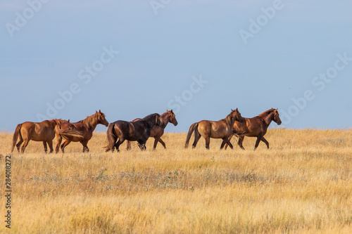 Horses go along the steppe from left to right