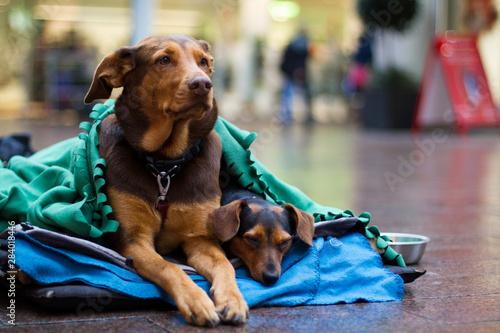 two dogs of a homeless/poor person in the city centre