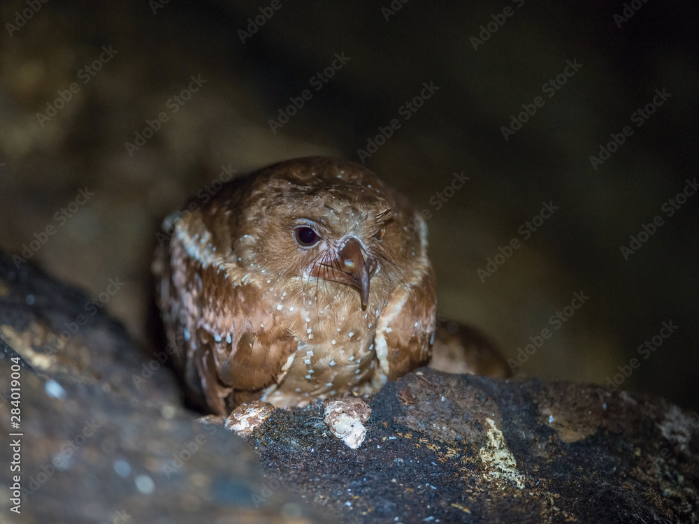 Extraordinary birds Oilbird Steatornis caripensis in its typical natural environment, dark cave, nesting on rock.