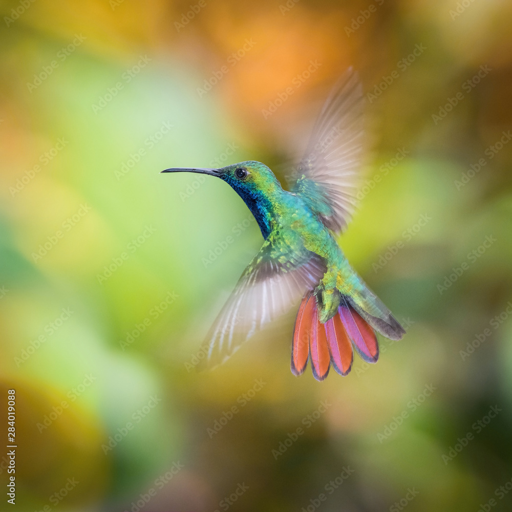 Fototapeta premium The Hummingbird is hovering and drinking the nectar from the beautiful flower in the rain forest. Flying Black-throated mango Anthracothorax nigricollis with nice colorful background.