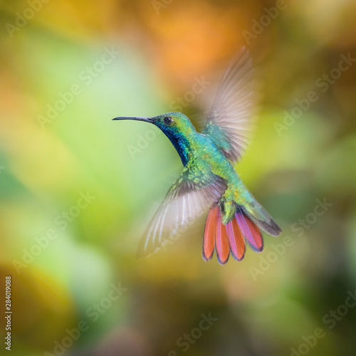 The Hummingbird is hovering and drinking the nectar from the beautiful flower in the rain forest. Flying Black-throated mango Anthracothorax nigricollis with nice colorful background. © Petr Šimon
