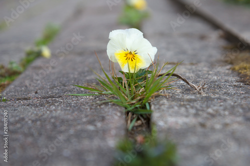 The small flower growing through a crack in the old brick pavement in spring