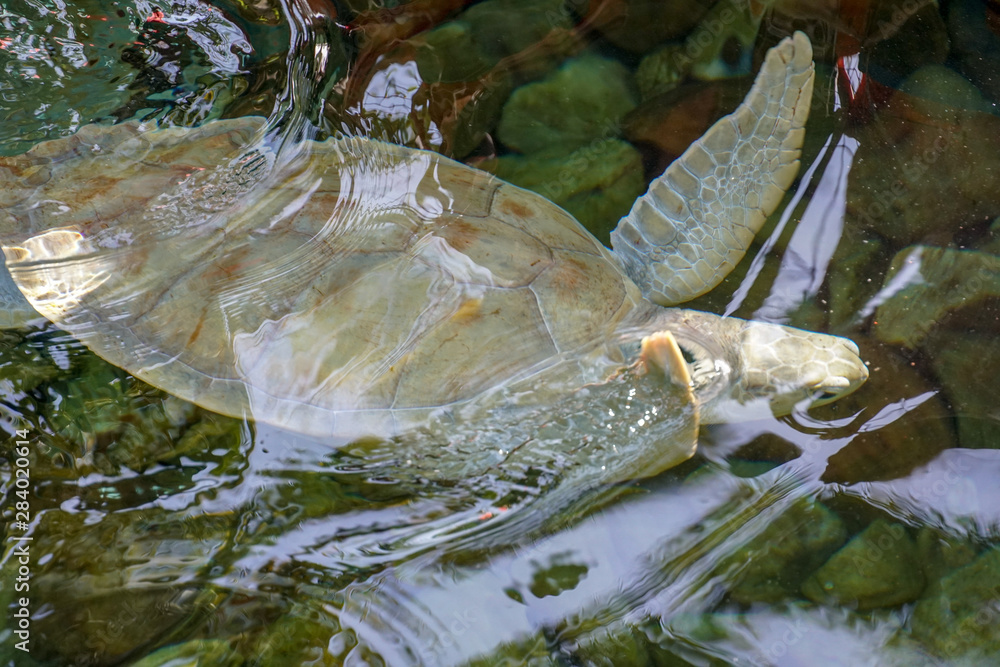Φωτογραφία Close up of albino sea turtle