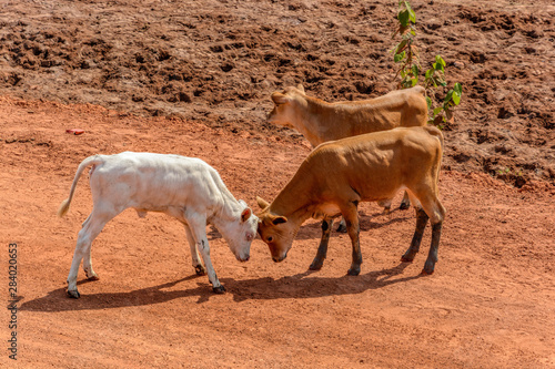 Two curious young calves butting on red soil road in Guinea  West Africa.