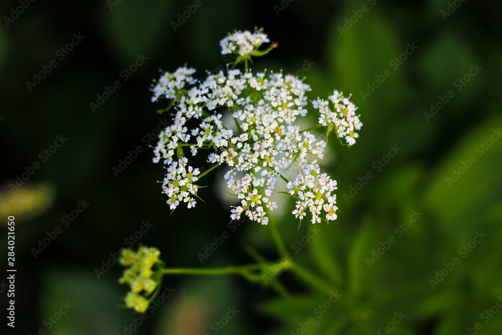 Aegopodium. The most well-known member is the Aegopodium podagraria, the ground elder also known as snow-on-the-mountain, Bishop's weed, goutweed, native to Europe and Asia. Aegopodium. The most well-known member is the Aegopodium podagraria, the ground elder also known as snow-on-the-mountain, Bishop's weed, goutweed, native to Europe and Asia.