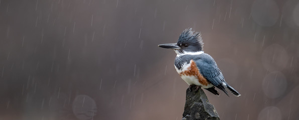 Kingfisher on a Perch in the Rain
