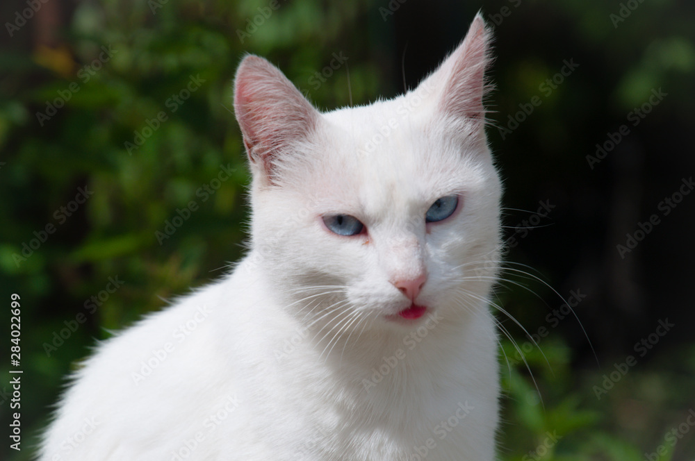 portrait of a white cat which is sticking tongue out