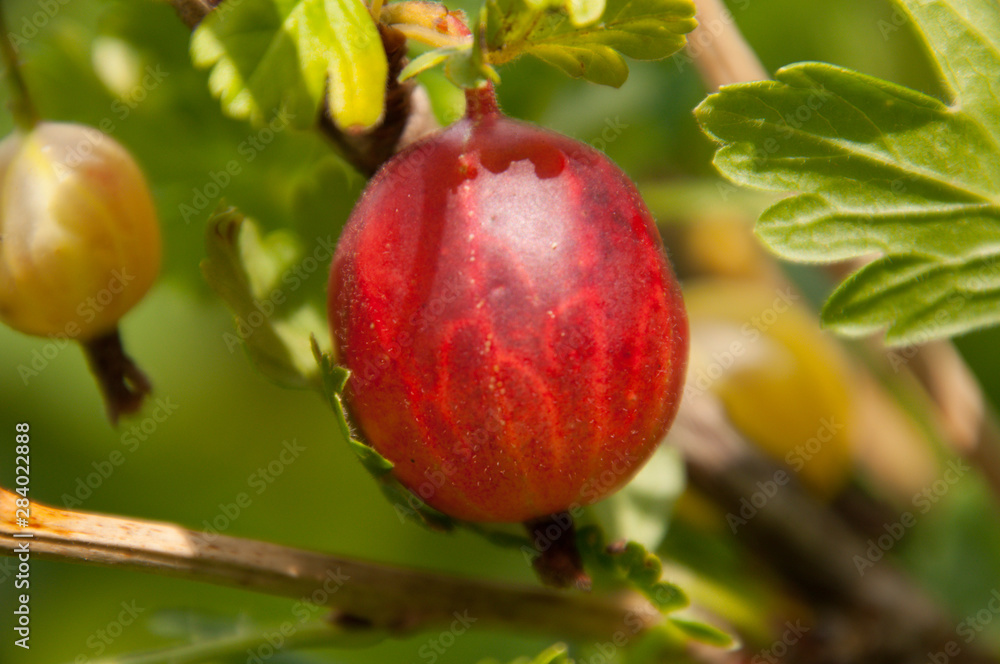 Close-up of ripe gooseberry
