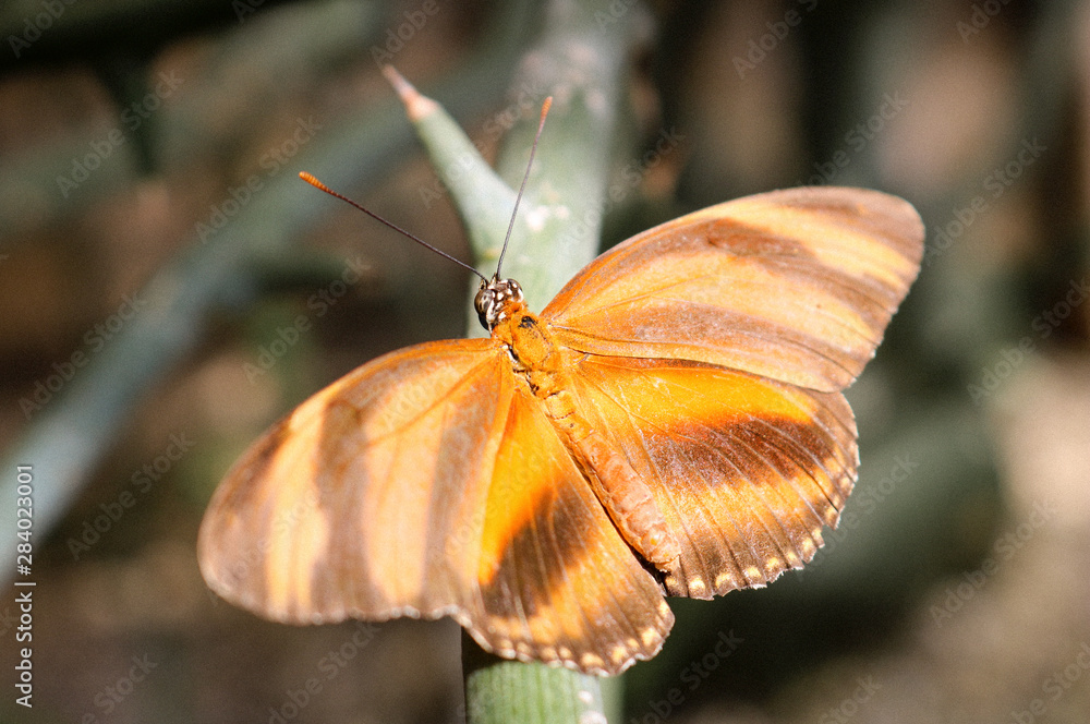 Obraz premium Close up of a Oak Tiger butterfly with open wings.