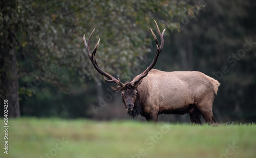 Bull Elk 