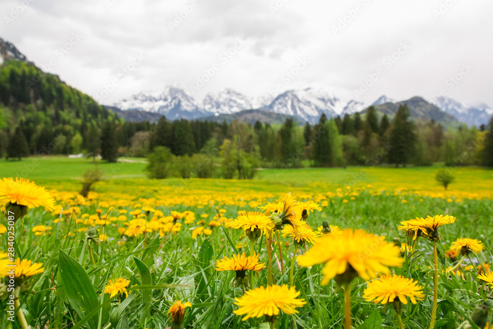 Beautiful spring/summer landscape of Germany. Glade of dandelions on a background of alpine mountains