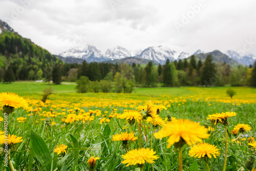 Beautiful spring/summer landscape of Germany. Glade of dandelions on a background of alpine mountains