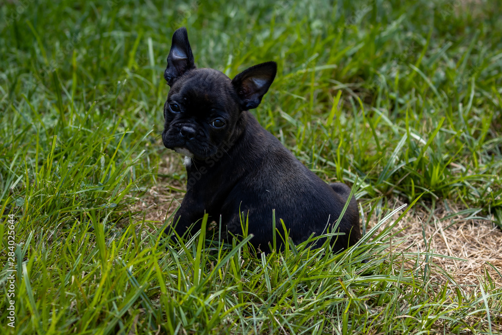 Fototapeta premium dog on grass