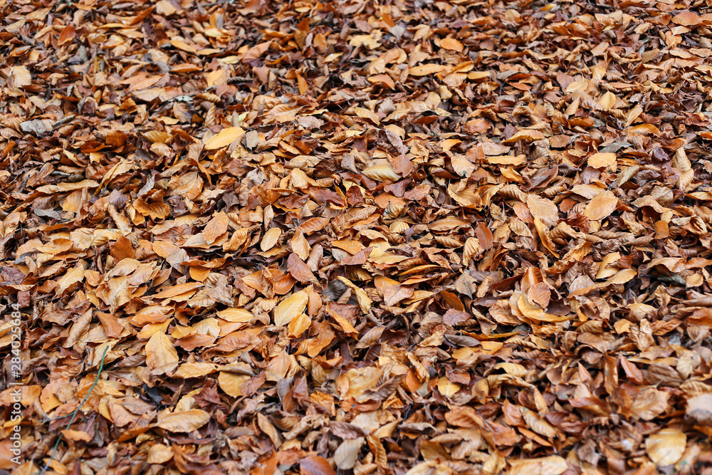 Natural autumnal background with fallen dried leaves