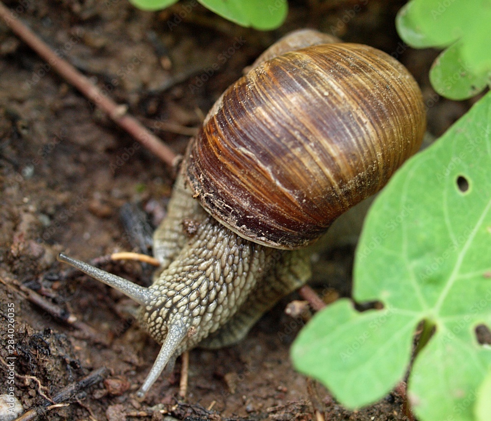 Closeup of a Weinberg snail