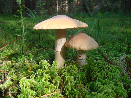 Golden mushrooms on the green grass and moss, lit by the sun. Walks in the summer forest.
