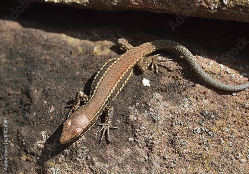 Closeup of a wall lizard