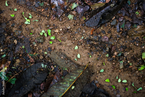 Blattschneideameisen im Dschungel von Costa Rica