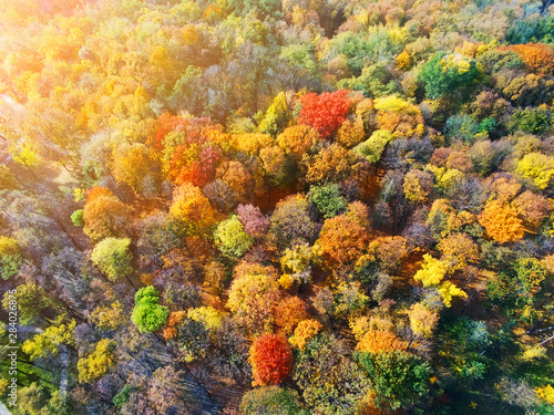 Autumn forest aerial view. Multicolored fall trees in city park. Beautiful colorful seasonal foliage. Autumnal vibrant riot of bright colors