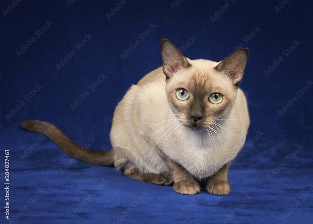 Fotografia Tonkinese cat sitting