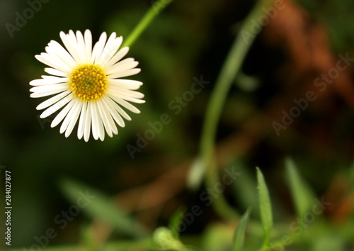 filigree spanish goose flower