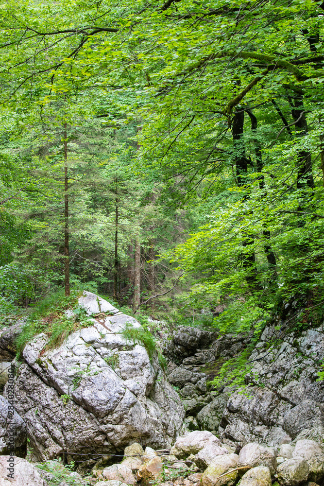 stream through the forest in Julian Alps, Slovenia stream through the forest in Julian Alps, Slovenia