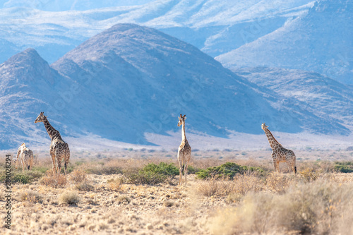 A group of Giraffes grazing in the desert of central Namibia. Hardap Region Namibia. photo