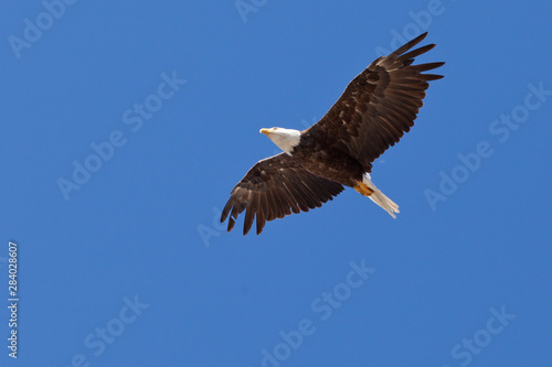 Adult bald eagle soaring Haliaeetus leucocephalus