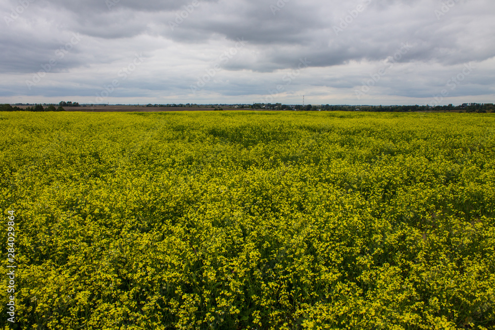 Bright yellow rapeseed field on a cloudy summer day Bright yellow rapeseed field on a cloudy summer day