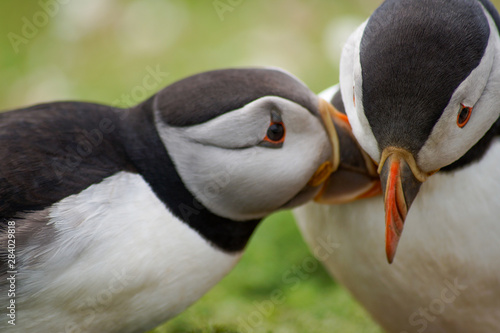 puffins mating