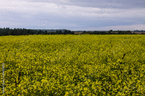 Bright yellow rapeseed field on a cloudy summer day