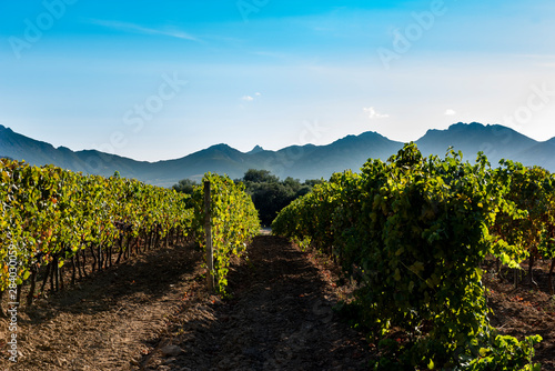 Vineyard in Corsica, France photo