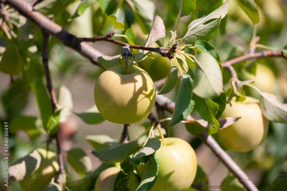Yellow apples on orchard farm closeup on tree branch Yellow apples on orchard farm closeup on tree branch