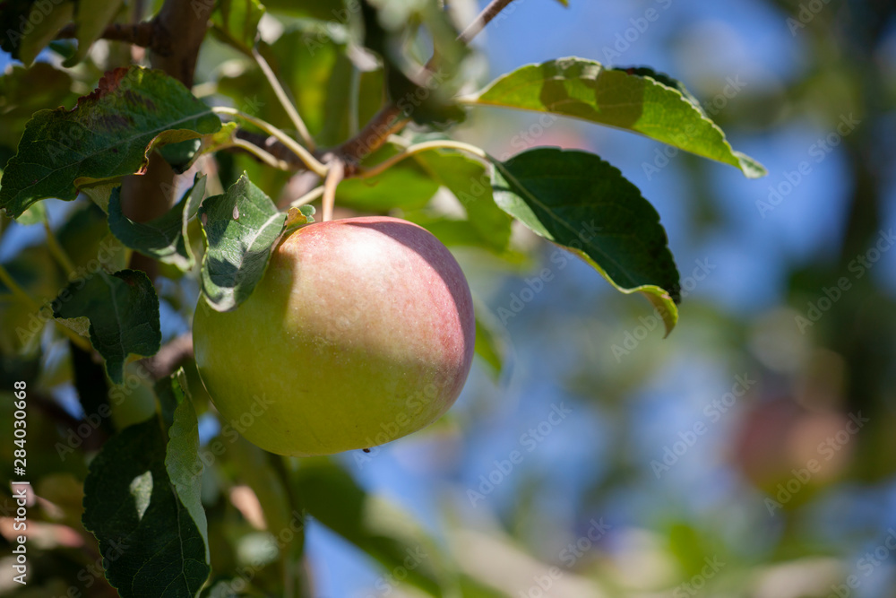 Many apples on the trees mature, close-up Many apples on the trees mature, close-up