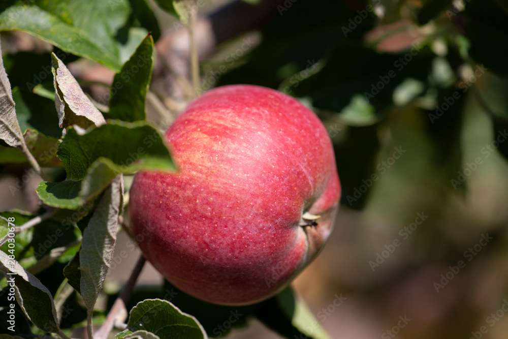 Many apples on the trees mature, close-up Many apples on the trees mature, close-up